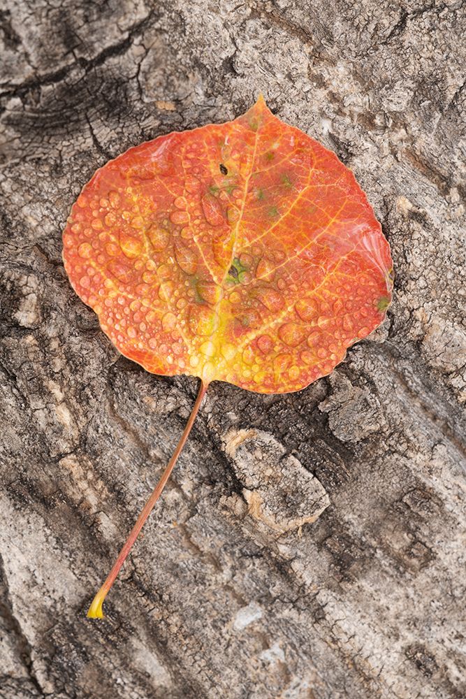 USA-Colorado-Uncompahgre National Forest Wet aspen leaf on log